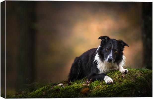 Paddy the Border Collie Canvas Print by John Malley
