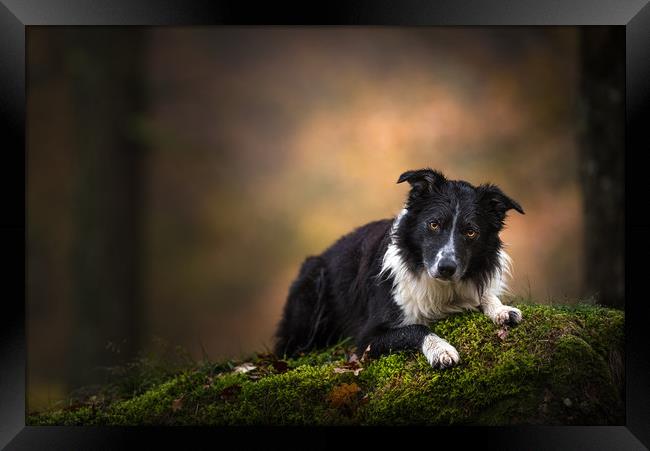 Paddy the Border Collie Framed Print by John Malley