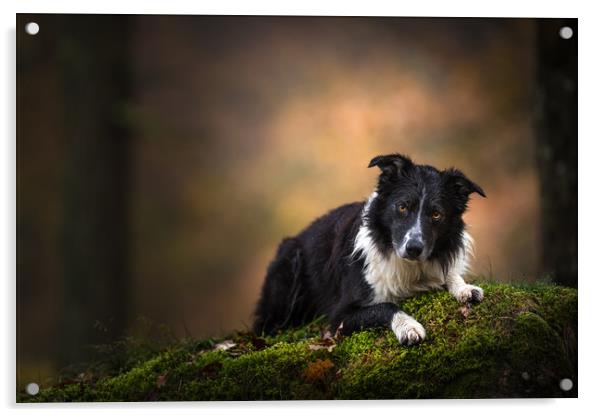 Paddy the Border Collie Acrylic by John Malley