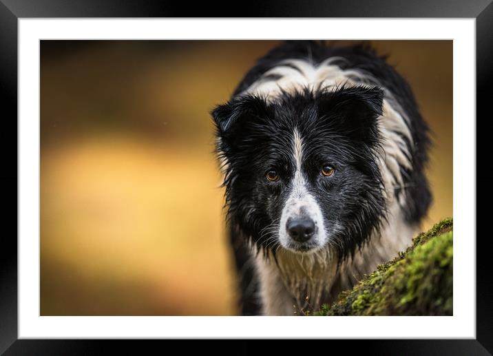 Mist the Border Collie Framed Mounted Print by John Malley