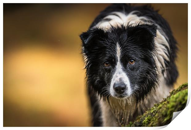 Mist the Border Collie Print by John Malley