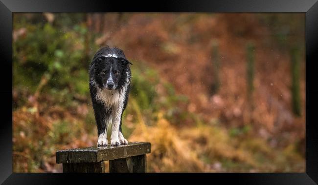 A Wet Border Collie ! Framed Print by John Malley