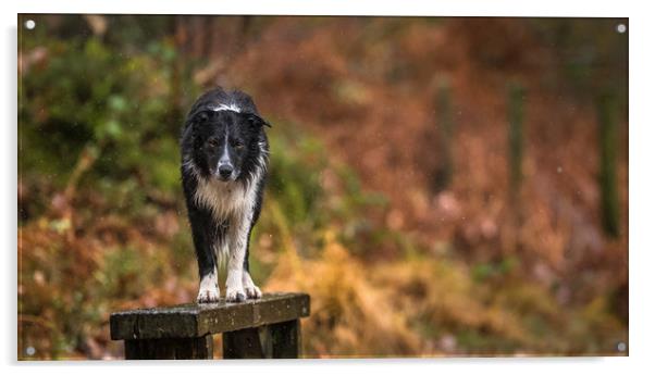 A Wet Border Collie ! Acrylic by John Malley