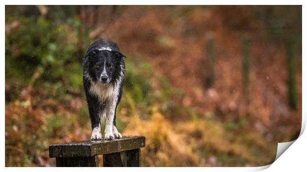 A Wet Border Collie ! Print by John Malley