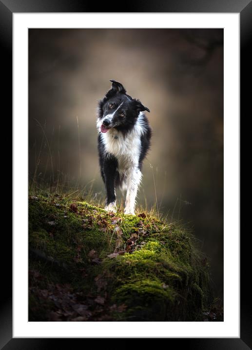 Time for a Border Collie Head Tilt Framed Mounted Print by John Malley