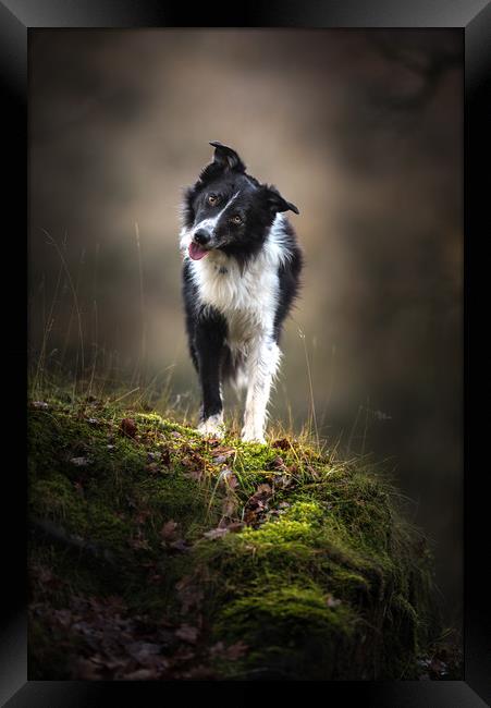 Time for a Border Collie Head Tilt Framed Print by John Malley