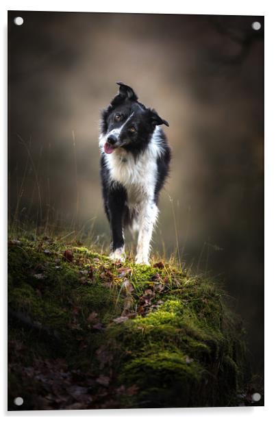 Time for a Border Collie Head Tilt Acrylic by John Malley