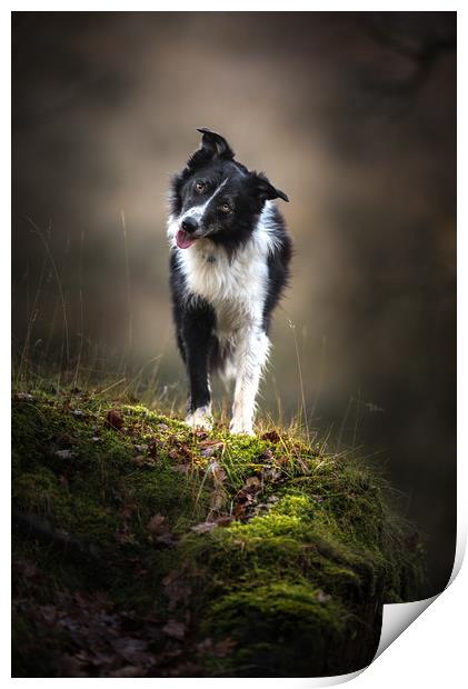 Time for a Border Collie Head Tilt Print by John Malley