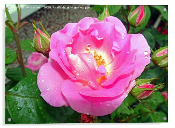 My Garden Rose Acrylic by philip milner