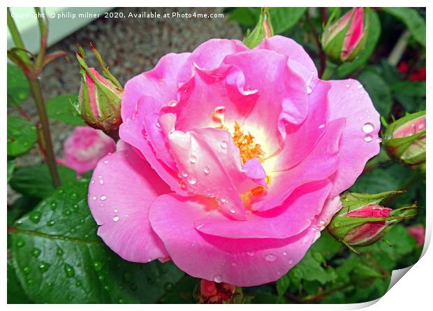 My Garden Rose Print by philip milner