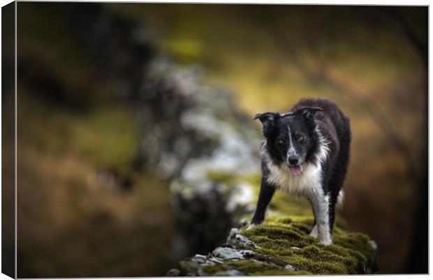 Wall Top Collie Canvas Print by John Malley