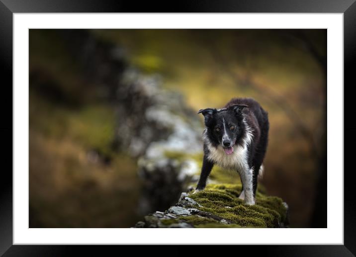 Wall Top Collie Framed Mounted Print by John Malley
