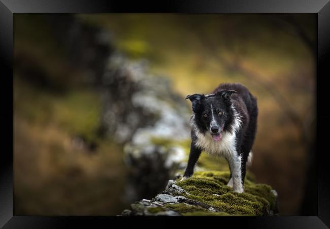 Wall Top Collie Framed Print by John Malley