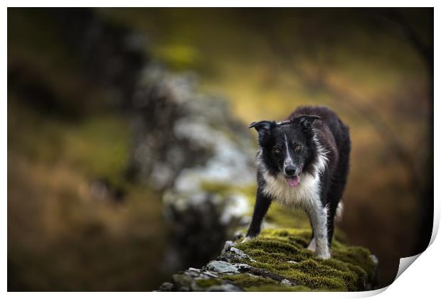 Wall Top Collie Print by John Malley