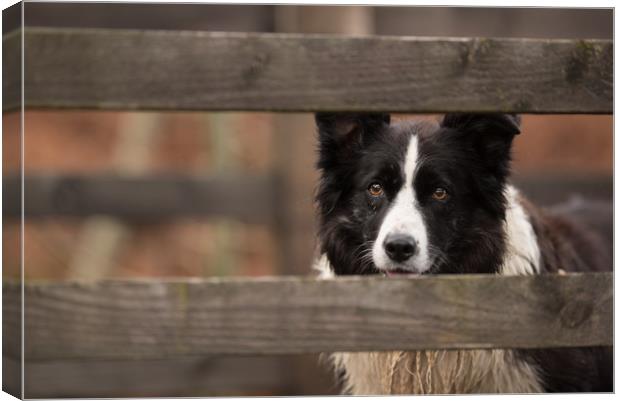 Border Collie Watching Canvas Print by John Malley
