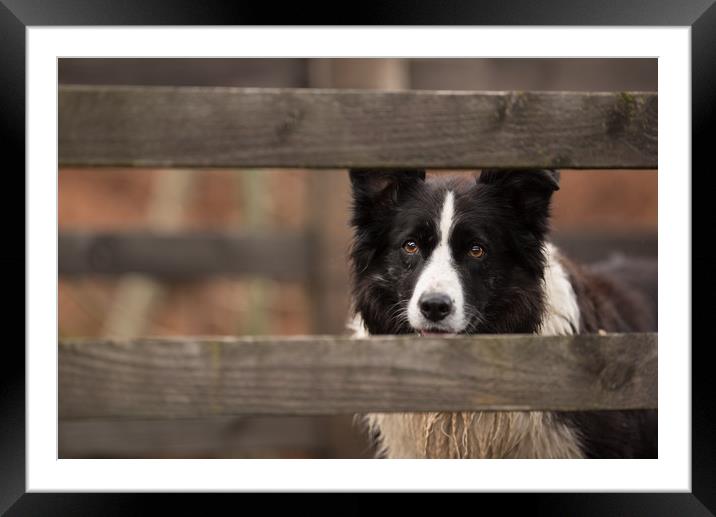 Border Collie Watching Framed Mounted Print by John Malley