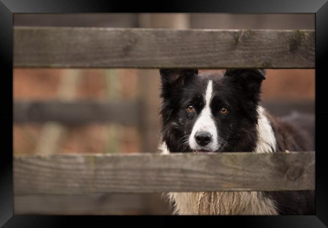 Border Collie Watching Framed Print by John Malley