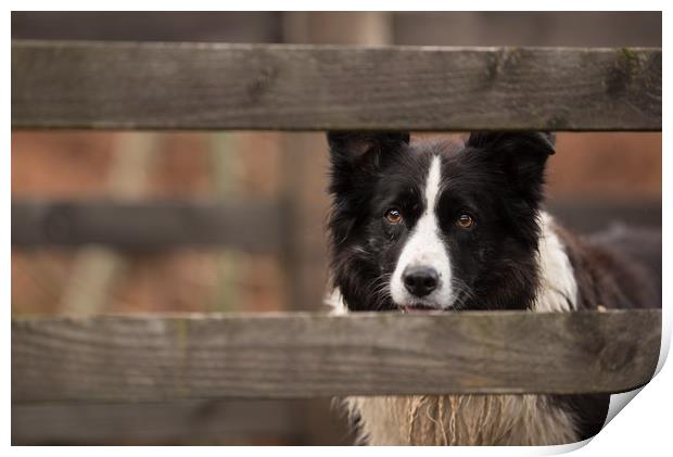 Border Collie Watching Print by John Malley