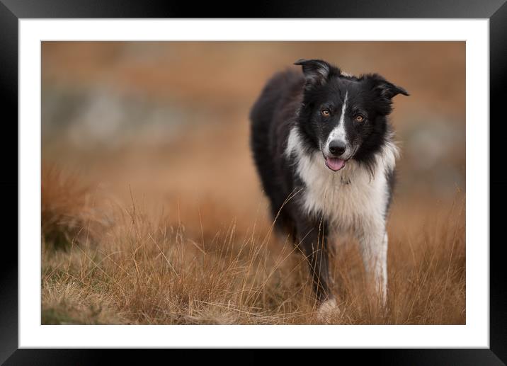 Collie Awaiting his next Mission Framed Mounted Print by John Malley