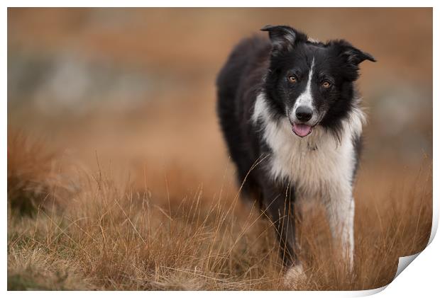 Collie Awaiting his next Mission Print by John Malley