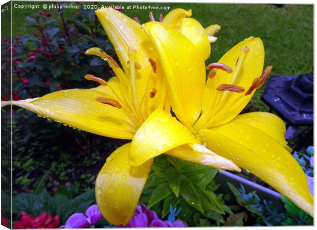 Yellow Lilly Canvas Print by philip milner