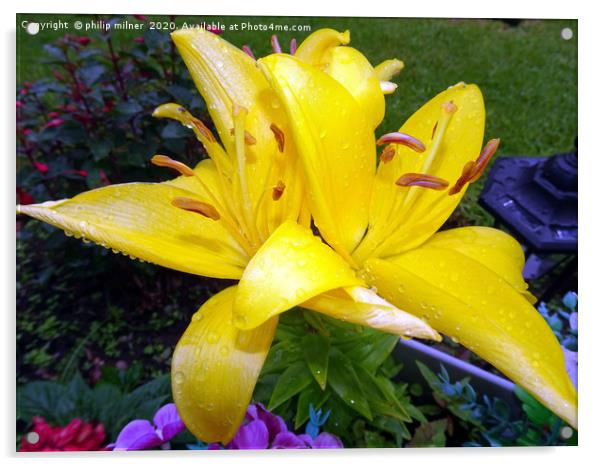 Yellow Lilly Acrylic by philip milner