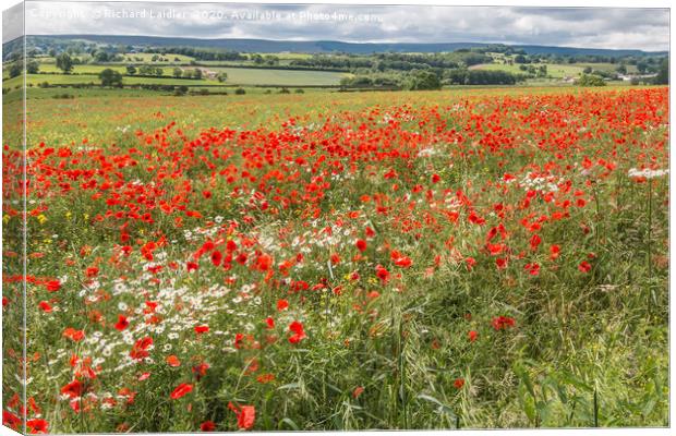 Poppies and Ox-Eye Daisies Canvas Print by Richard Laidler