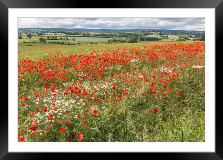 Poppies and Ox-Eye Daisies Framed Mounted Print by Richard Laidler