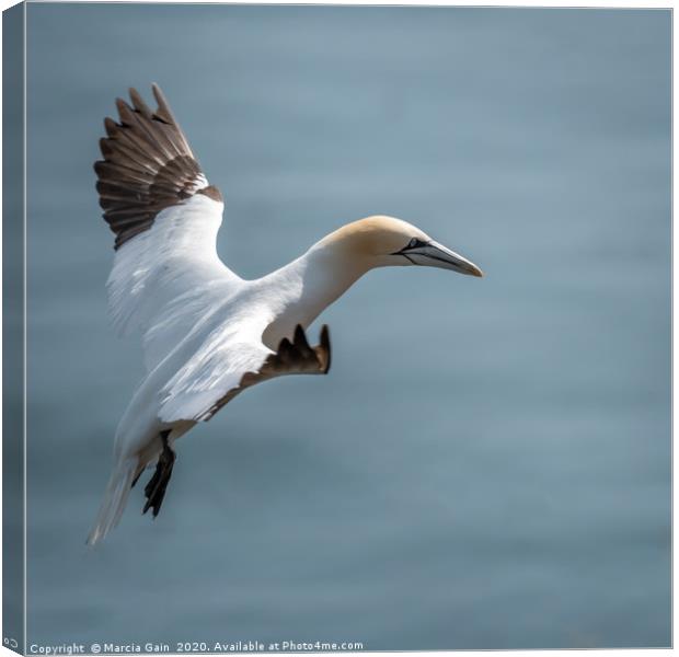 Gannet take off Canvas Print by Marcia Reay