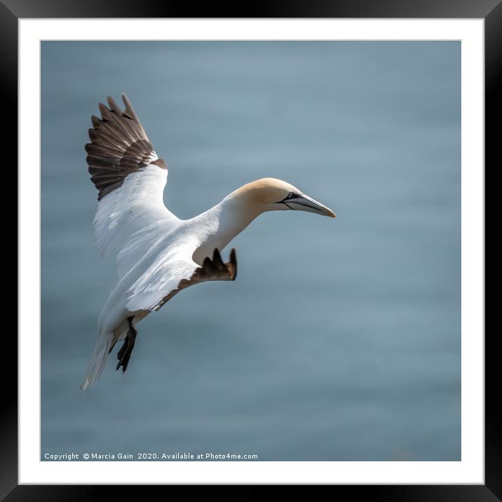 Gannet take off Framed Mounted Print by Marcia Reay