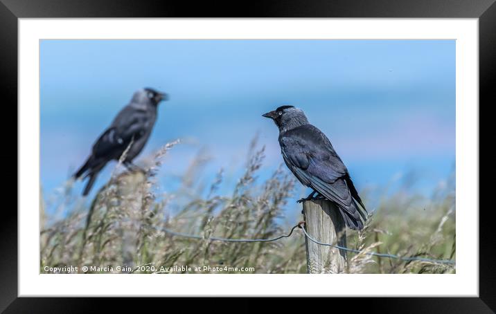 Jackdaws sitting pretty Framed Mounted Print by Marcia Reay