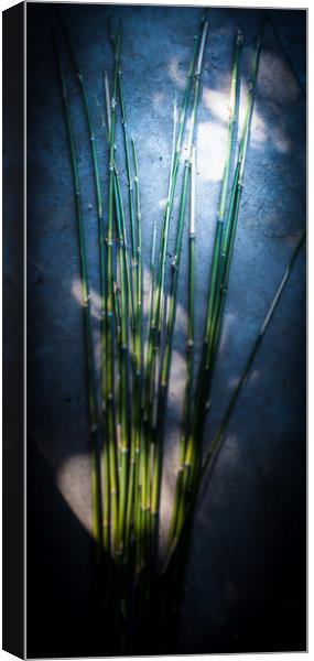 Bamboo Blue  Canvas Print by Steve Taylor