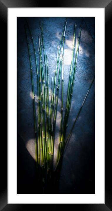 Bamboo Blue  Framed Mounted Print by Steve Taylor