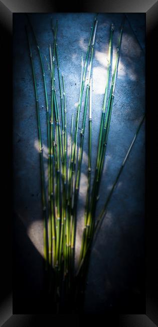 Bamboo Blue  Framed Print by Steve Taylor