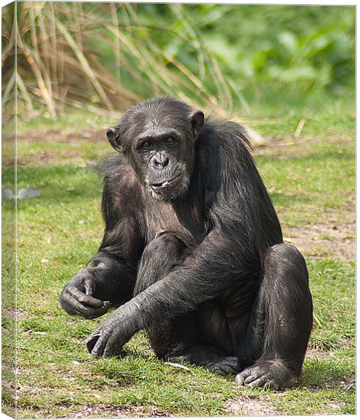 Chimpanzee Canvas Print by Keith Thorburn EFIAP/b