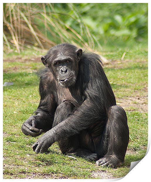 Chimpanzee Print by Keith Thorburn EFIAP/b