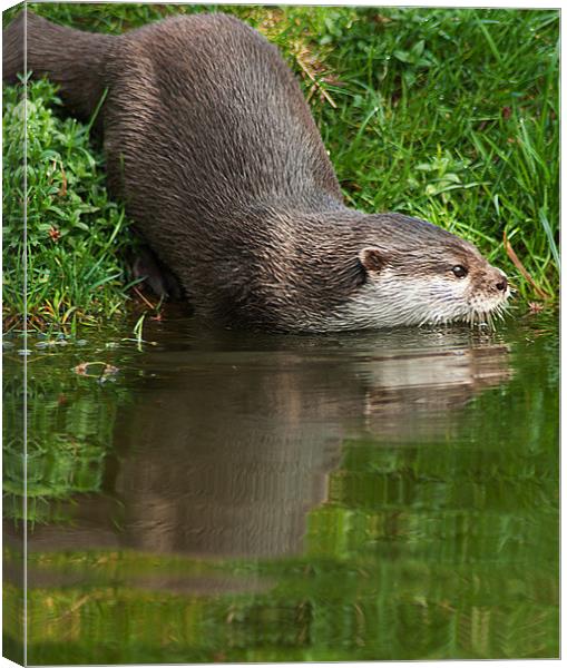 Otter Canvas Print by Keith Thorburn EFIAP/b