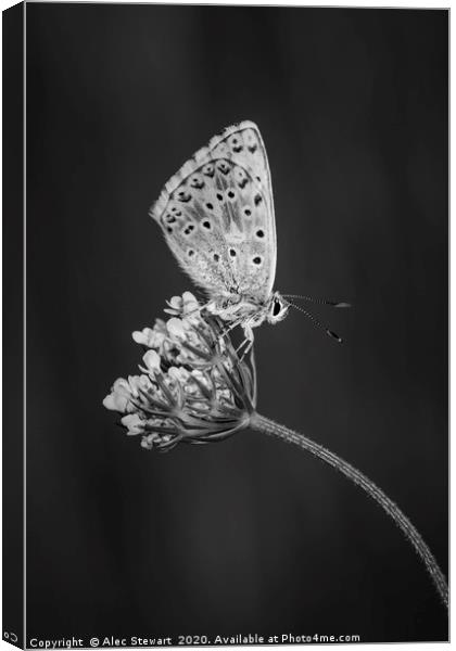  Chalkhill Blue Butterfly Canvas Print by Alec Stewart