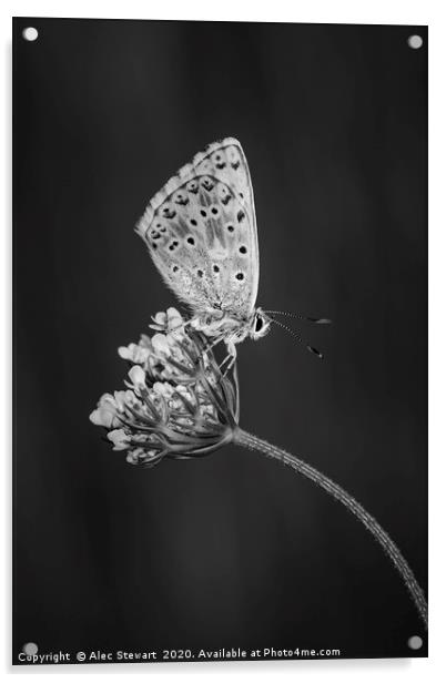  Chalkhill Blue Butterfly Acrylic by Alec Stewart