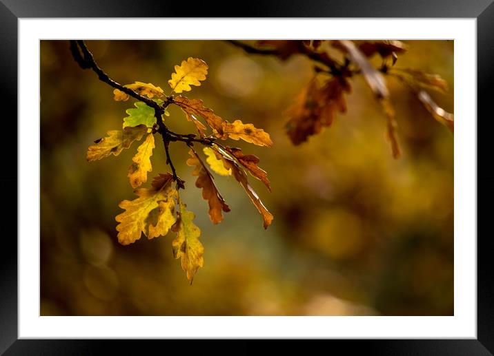 Autumn Oak Framed Mounted Print by John Malley