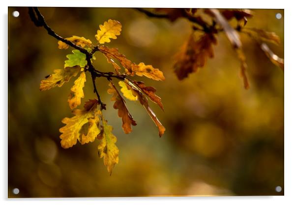 Autumn Oak Acrylic by John Malley