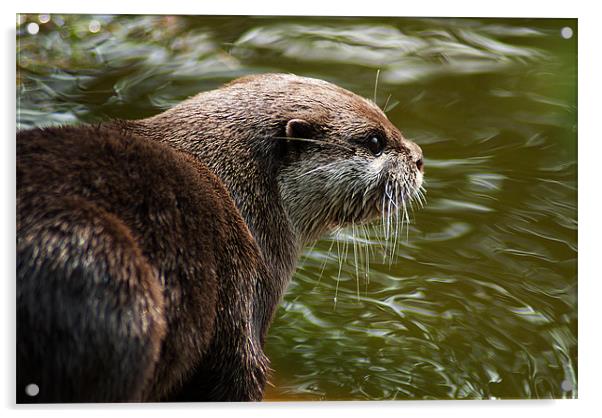 Otter Acrylic by Keith Thorburn EFIAP/b