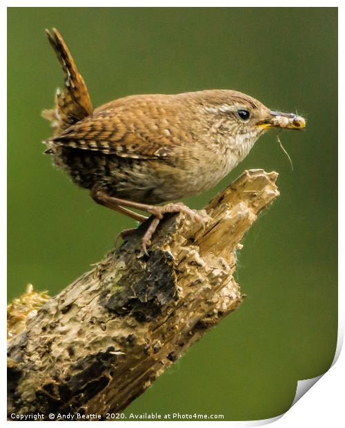 Wren Print by Andy Beattie