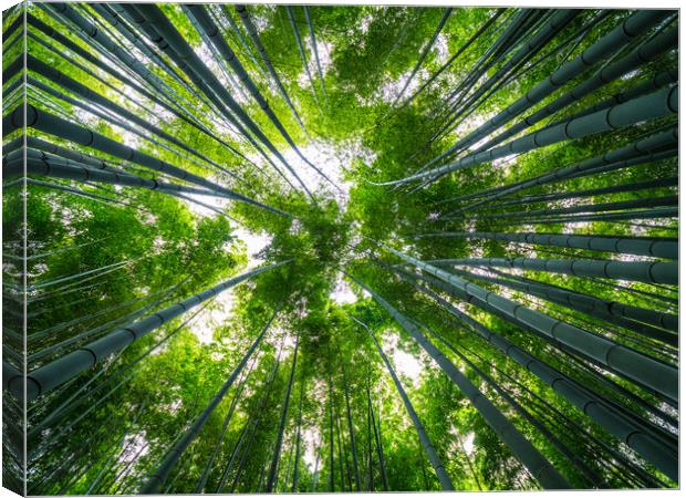 Amazing wide angle view of the Bamboo Forest in Ka Canvas Print by Erik Lattwein