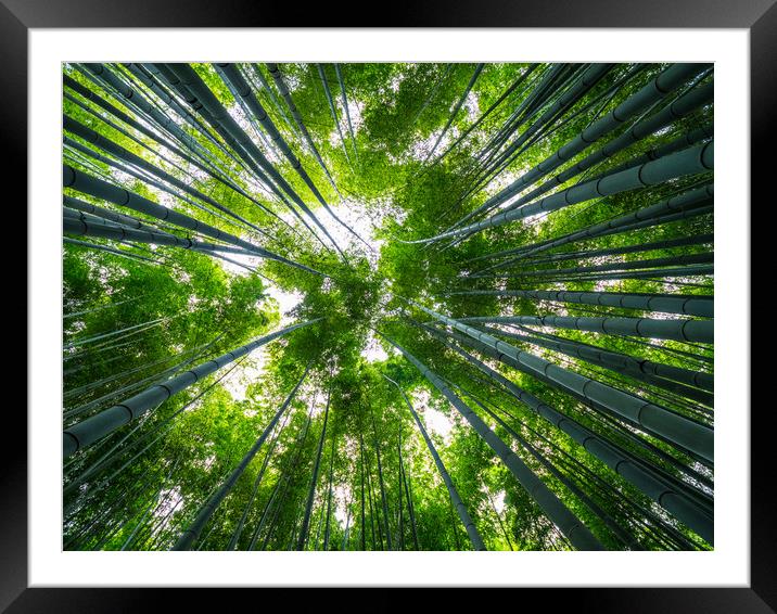 Amazing wide angle view of the Bamboo Forest in Ka Framed Mounted Print by Erik Lattwein