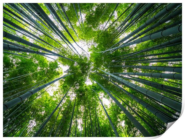 Amazing wide angle view of the Bamboo Forest in Ka Print by Erik Lattwein