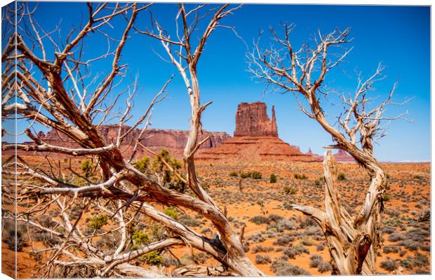 Dry rotten trees at Monument Valley in Utah Canvas Print by Erik Lattwein