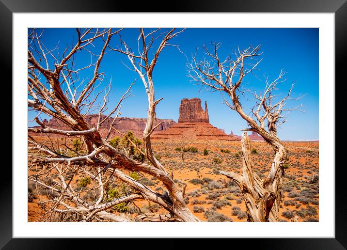 Dry rotten trees at Monument Valley in Utah Framed Mounted Print by Erik Lattwein