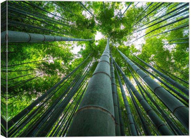 Tall Bamboo trees in an Japanese Forest Canvas Print by Erik Lattwein