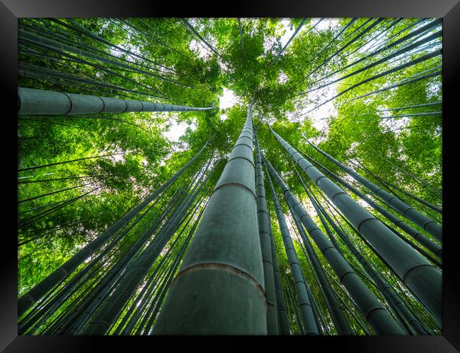 Tall Bamboo trees in an Japanese Forest Framed Print by Erik Lattwein